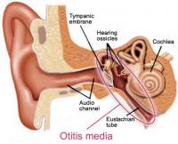Ear anatomy