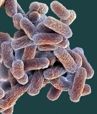 Escherichia coli