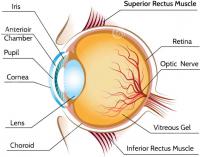 Eye anatomy