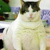 Fat cat