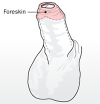 Foreskin