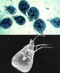 Giardia lamblia