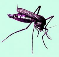 Haemagogus mosquito