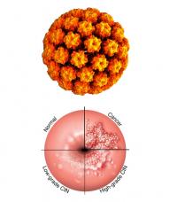 HPV