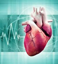 Human heart