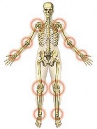 Human joints