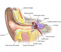 Inner ear anatomy