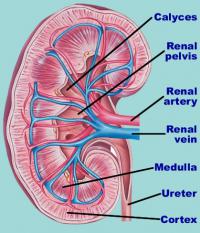 Kidney anatomy