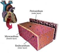 Layers of heart