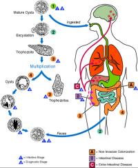 Life cycle of Entamoeba histolytica