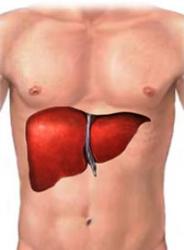 Liver