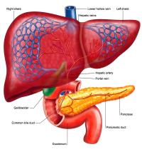 Liver structure