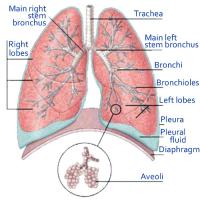 Lungs