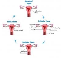 Menstrual cycle