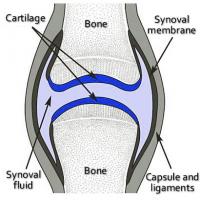 Normal joint