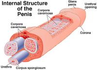 Penis structure