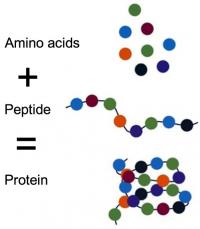 Protein structure
