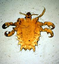 Pubic lice