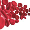 Red blood cell