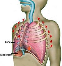Respiratory system