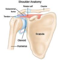 Shoulder bones