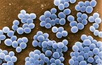 Staphylococcus