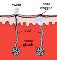 Sweat glands
