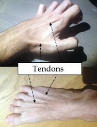 Tendons