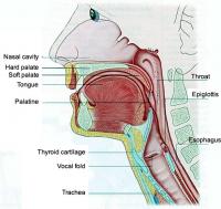 Throat anatomy