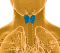 Thyroid gland