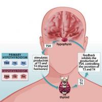 Thyroid