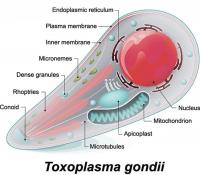 Toxoplasma gondii
