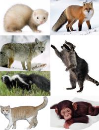 Transmission of rabies