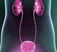 Urinary tract