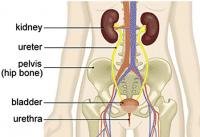 Urinary tract
