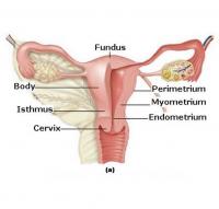 Uterus anatomy