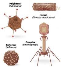 Viral shapes
